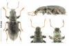 Sitona lineatus